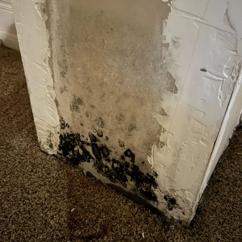 Professional Mold Removal in Rolling Hills, CA